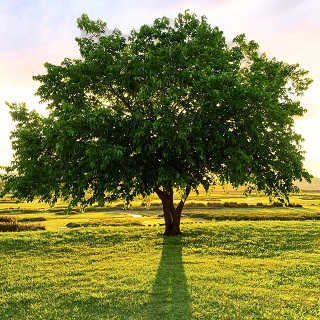 Gedenkbaum von Anonym für Manfred Witt 